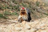 YORKSHIRE TERRIER 182
